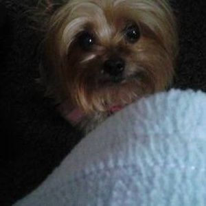 Meet your Posher, Pamela